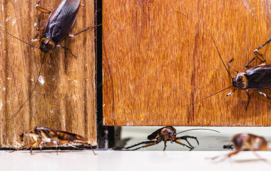 Как изменения климата влияют на появление клопов и тараканов в квартирах