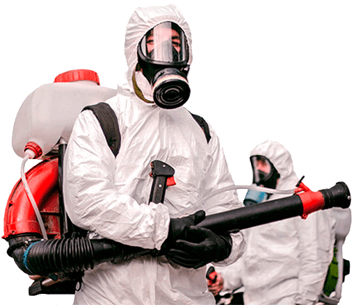 Заказать услугу по уничтожению клопов и тараканов